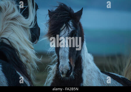 Zwei wilde Preseli Ponys auf Carn Enoch, Dinas, Pembrokeshire. Stockfoto