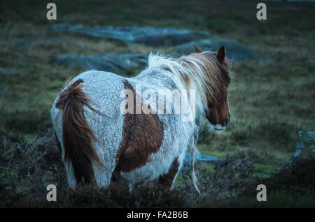 Wildes Preseli Pony auf Carn Enoch, Dinas, Pembrokeshire. Stockfoto