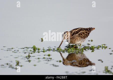 Common Snipe / Bekassine ( Gallinago gallinago ) auf der Suche nach Nahrung in Flachwasserzone mit schönen Reflexionen, Tierwelt, Europa. Stockfoto