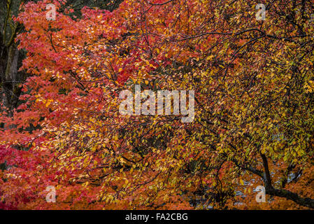 Herbst, Herbst schön gefärbt rot-Ahornbäume, Boise, Idaho, USA Stockfoto