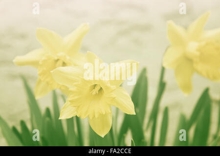 sonniges Gefühl Aussehen der Narzissen Stockfoto