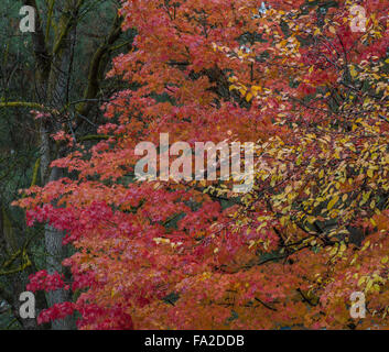 Herbst, Herbst schön gefärbt rot-Ahornbäume, Boise, Idaho, USA Stockfoto