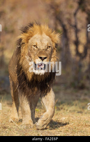 Löwe (Panthera Leo), ältere Männchen Wandern, Savuti, Chobe Nationalpark, Botswana Stockfoto