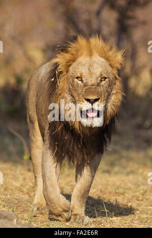 Löwe (Panthera Leo), ältere Männchen Wandern, Savuti, Chobe Nationalpark, Botswana Stockfoto