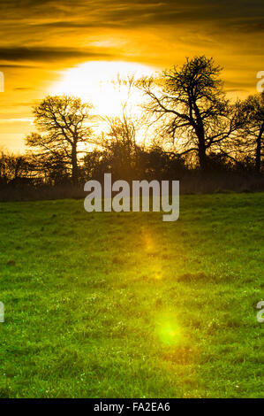 Silhouette von Baum und Hecke vor einem Sonnenuntergang Stockfoto