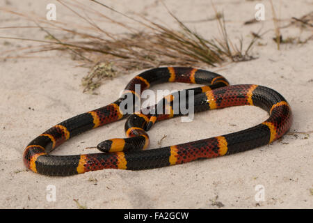Eine östliche Korallenschlange im sandigen Gestrüpp - Micrurus fulvius Stockfoto