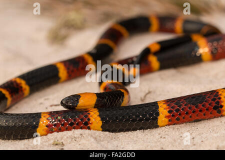 Nahaufnahme von einem östlichen Korallenschlange - Micrurus fulvius Stockfoto