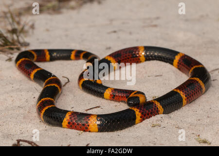 Nahaufnahme von einem östlichen Korallenschlange - Micrurus fulvius Stockfoto