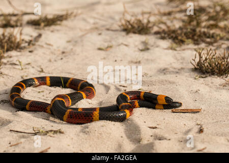 Östlichen Korallenschlange im Sand Gestrüpp - Micrurus fulvius Stockfoto
