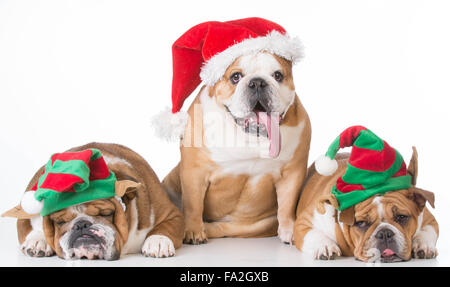 drei Bulldogs verkleidet für Weihnachten auf weißem Hintergrund Stockfoto