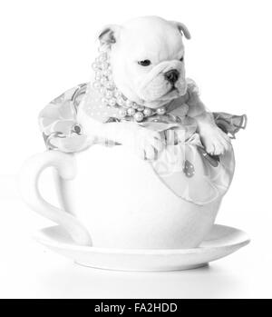 weibliche Welpen - Bulldog sitzen in eine Teetasse auf weißem Hintergrund - 7 Wochen alt Stockfoto