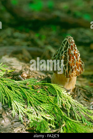 Faltige Fingerhut-Cap Mushroom (Verpa Bohemica) Morel-Typ Pilzzucht von Räucherstäbchen Cedar Zweig Stockfoto