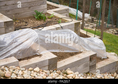 Frisch gepflanzt Küche Terrassengarten mit Plastik zugedeckt Reifen in Sammamish, Washington, USA Stockfoto