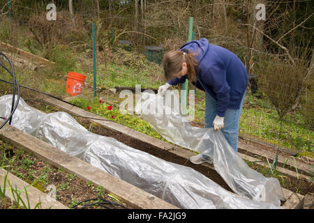 Frau, die mit Kunststoff über Garten Reifen, ein frisch gepflanzten, Reihenhaus Küchengarten in ihrem Hinterhof Stockfoto