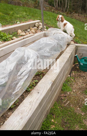 Erdbeere Garten in terrassenförmig angelegten Betten, die in Kunststoff über Garten Reifen mit einem Cavalier King Charles Spaniel auf abgedeckt ist Stockfoto