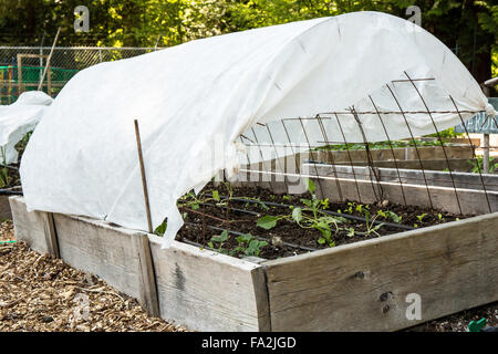 Grünkohl, Salat und Erdbeeren wachsen in einen Stickrahmen Haus Hochbeet Garten im Frühling in Issaquah, Washington, USA Stockfoto