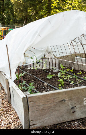 Grünkohl, Salat und Erdbeeren wachsen in einen Stickrahmen Haus Hochbeet Garten im Frühling in Issaquah, Washington, USA Stockfoto