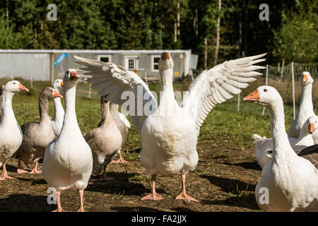 Herde von Emden (oder Embden) Hausgänse auf einem Bauernhof Stockfoto