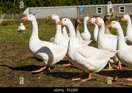 Herde von Emden (oder Embden) Hausgänse auf einem Bauernhof Stockfoto