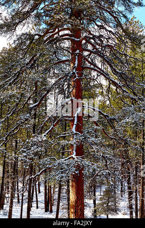 Hohe Tanne im Wald mit Schnee bedeckt Stockfoto