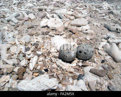 Zwergseeschwalbe (Sternula Albifrons) Eiern am Strand von Coral Schutt, Coombe Insel, Familie Islands National Park, Great Barrier Reef Stockfoto