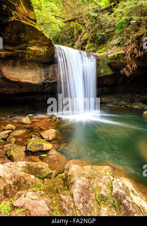 Hund fällt Schlachtung im Daniel Boone National Forest im südlichen Kentucky Stockfoto