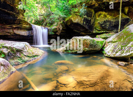 Hund fällt Schlachtung im Daniel Boone National Forest im südlichen Kentucky Stockfoto