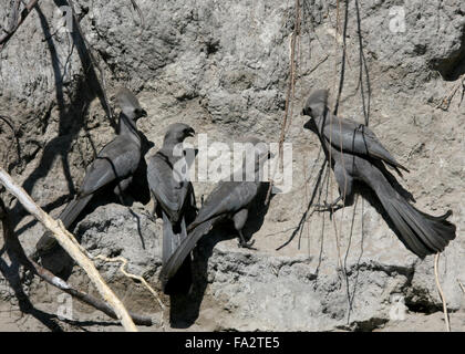 Gruppe von grauen Lourie (Go-Away) Vögel Botswana Stockfoto