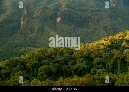 Harenna Wald im Nachmittag Licht, Bale-Mountains-Nationalpark, Oromia, Äthiopien Stockfoto