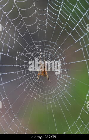 Kreuzspinne, Araneus Diadematus Web bedeckt Tropfen Morgentau Stockfoto