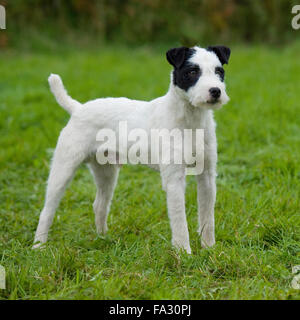 Jack Russell Terrier Hund Stockfoto