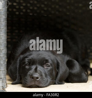 Labrador Retriever Welpen, schwarz Stockfoto