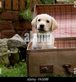 labrador Retriever Welpe im Koffer Stockfoto