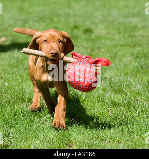 Magyar Vizsla Drahthaar Welpen verlassen des Elternhauses einen Nap-Sack Stockfoto