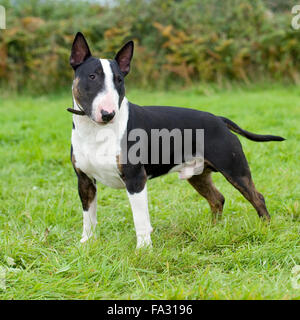 englischer Bullterrier Stockfoto