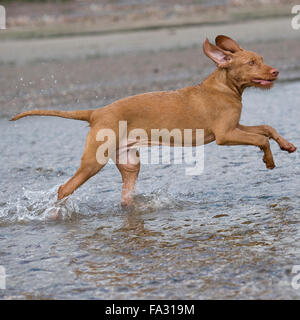 Ungarische Vizsla am Strand, Stockfoto