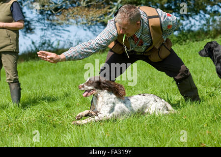 Englisch Springer Spaniel bei einem Jagdhund Working test Stockfoto