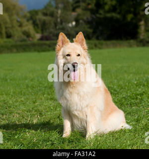 Weißer Schäferhund Stockfoto