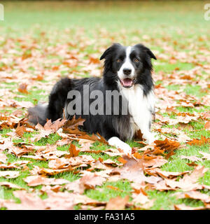 Border-collie Stockfoto