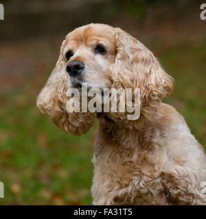 English Cocker Spaniel Stockfoto
