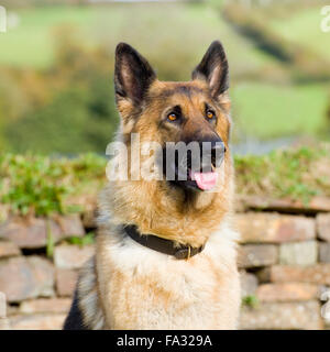 Deutscher Schäferhund Stockfoto