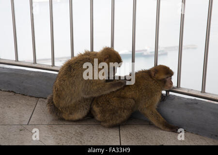 An der Spitze des Felsens von Gibraltar Berberaffen Stockfoto