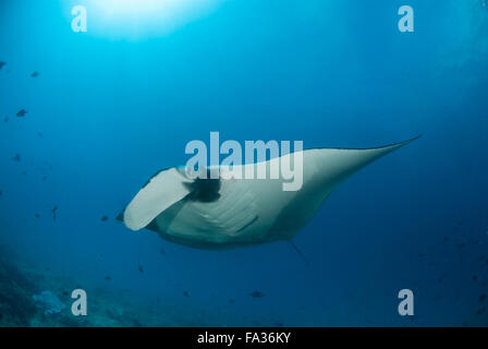 Eine schöne Manta gleiten über ein Riff Stockfoto