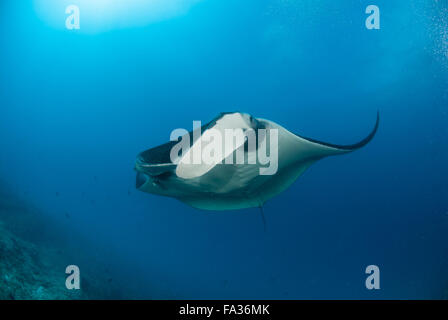 Eine schöne Manta gleiten über ein Riff Stockfoto