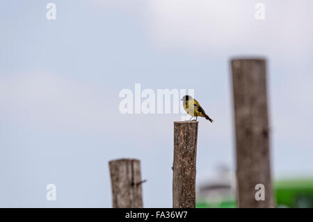 Ein Baglafecht Weaver thront auf einem Pfosten in Äthiopiens Jemma Tal Stockfoto