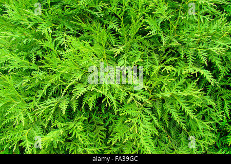 das Bild zeigt einen grünen Thuja Occidentalis Hintergrund Stockfoto