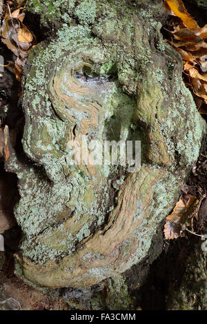 Sweet Chestnut Stamm Detail mit Flechten - Castanea Sativa The Tortworth-Kastanie Stockfoto