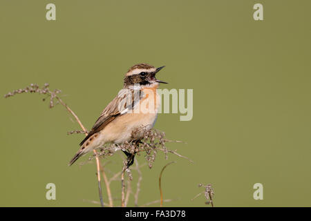 Braunkehlchen / Braunkehlchen (Saxicola Rubetra) thront auf trockenen Zweigen vor sauber grünen Hintergrund, singt seine Balz. Stockfoto