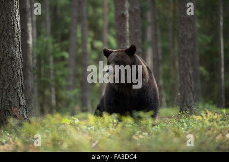 Der aufmerksam aussehende Europäische Braunbär / Europäischer Braunbär ( Ursus arctos ) befindet sich im Unterholz der borealen Wälder, Europa. Stockfoto