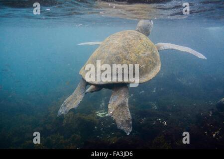 Green Sea Turtle coming up für Luft Stockfoto